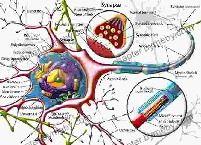 A Complex Diagram Depicting The Intricate Network Of Neurons And Structures Within The Human Brain. Handbook Of Neuroscience Nursing: Care Of The Adult Neurosurgical Patient