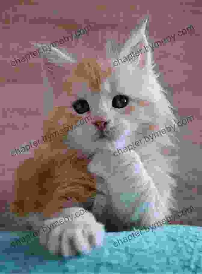 A Cute Maine Coon Kitten MAINE COONS AS PET: MAINE COONS AS PET: A Complete Owner S Guide For Raising Maine Coons As Pet