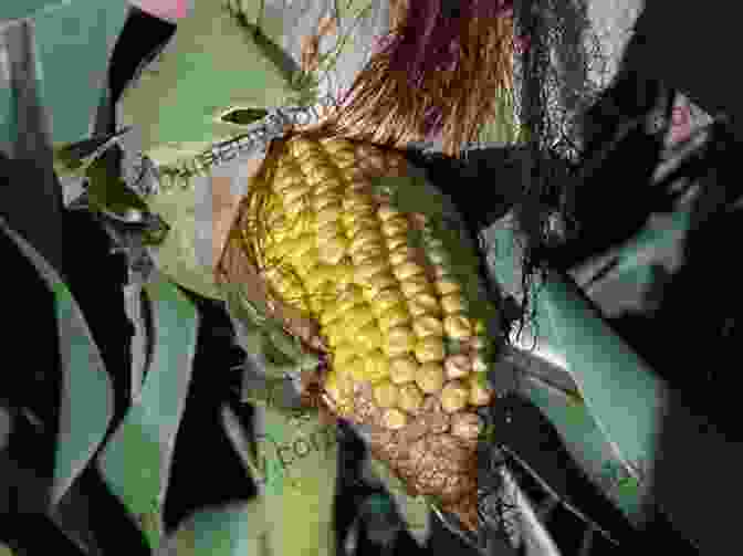 A Farmer Examining A Field Of Genetically Modified Corn Fooling With Mother Nature: A Small With Big Ideas