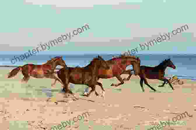 A Herd Of Wild Horses Galloping Along The Beach On Ocracoke Island, Their Manes Flowing In The Wind. My Shining Palace : A Love Song To Ocracoke Island 1984 2024