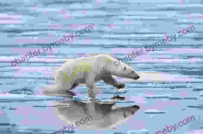 A Polar Bear Stranded On A Melting Ice Floe, Its Eyes Conveying A Sense Of Vulnerability And Concern. Poems From The Polar Circles