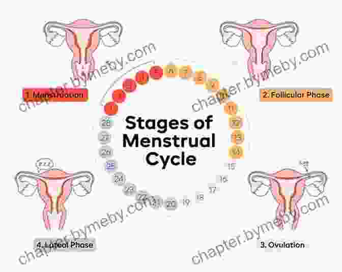 An Illustration Depicting The Menstrual Cycle And Ovulation Process Getting Pregnant: Fertility For Beginners: How To Get Pregnant Fast And Without Pain (Fertility And Conception)