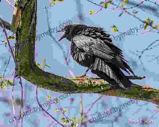 An Image Of A Crow Perched On A Branch, Its Gaze Piercing. Grief Is The Thing With Feathers: A Novel