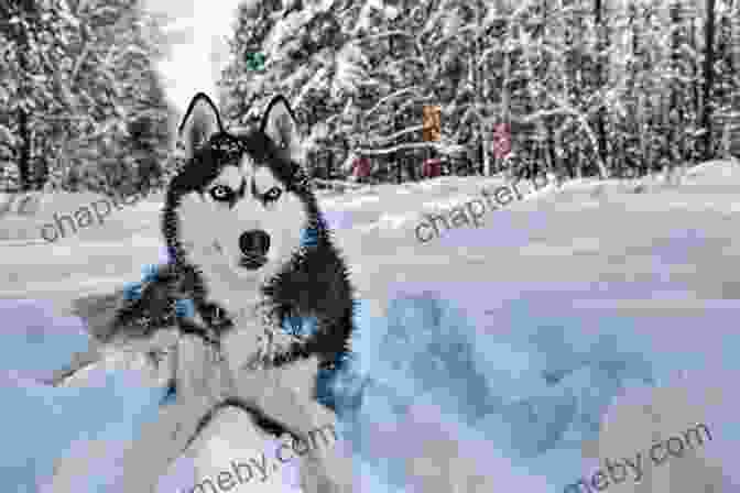 Balto, A Siberian Husky, Stands Proudly In The Snow. The Incredible Life Of Balto