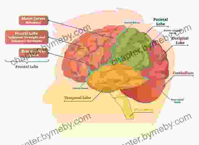 Brain Scan Showing Activity During Laughter How To Talk Funny Create Funny Jokes Behave Funny And Earn Through Comedy