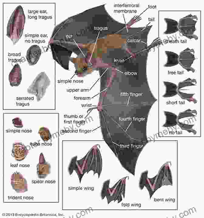 Detailed Illustration Of Bat Anatomy, Explaining The Specialized Adaptations For Flight, Echolocation, And Feeding. The Secret Lives Of Bats: My Adventures With The World S Most Misunderstood Mammals