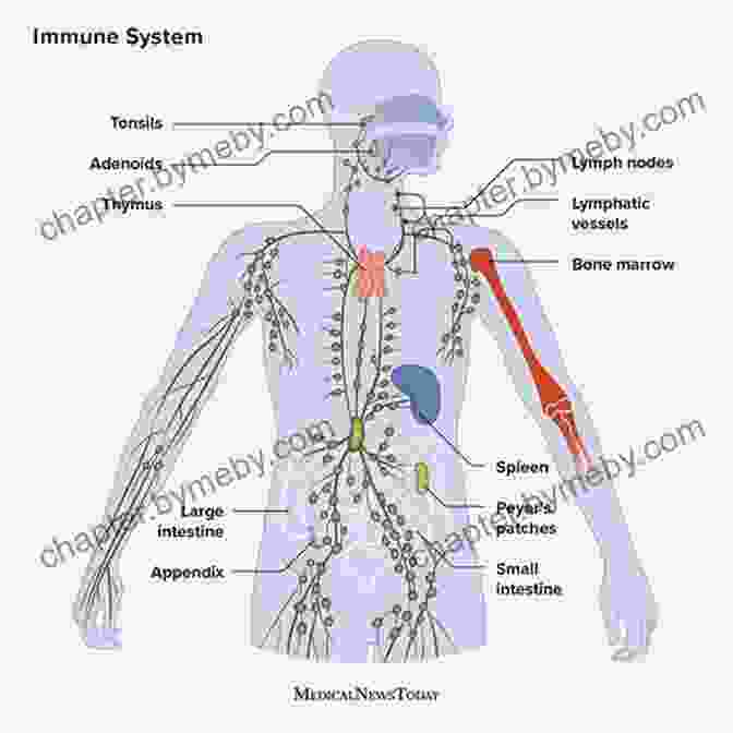 Diagram Illustrating The Immune System's Components And Functions The Healing Self: A Revolutionary New Plan To Supercharge Your Immunity And Stay Well For Life