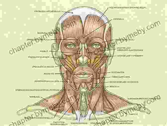 Diagram Of Head Anatomy Illustrating The Skull, Muscles, And Facial Features. Lessons In Masterful Portrait Drawing: A Classical Approach To Drawing The Head