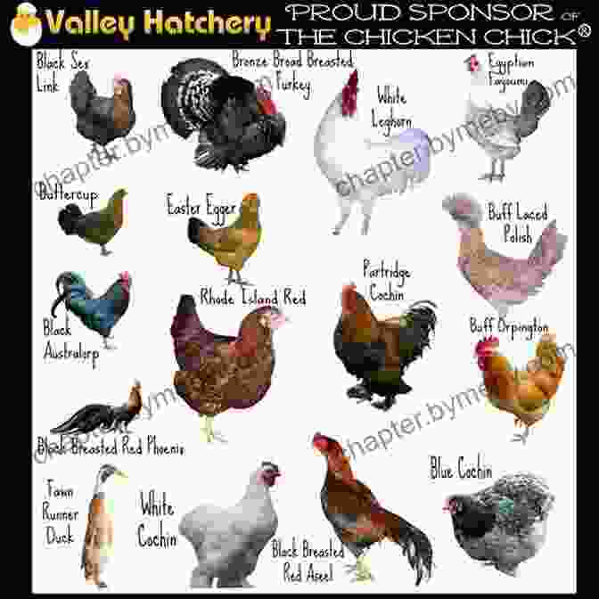 Different Breeds Of Chickens Poultry A Practical Guide To The Choice Breeding Rearing And Management Of All Descriptions Of Fowls Turkeys Guinea Fowls Ducks And Geese For Profit And Exhibition