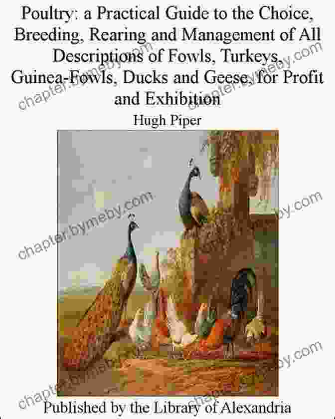 Eggs Being Produced Poultry A Practical Guide To The Choice Breeding Rearing And Management Of All Descriptions Of Fowls Turkeys Guinea Fowls Ducks And Geese For Profit And Exhibition