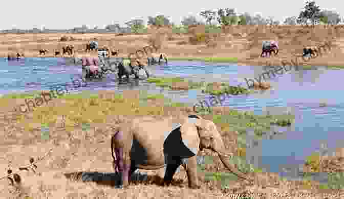 Elephant Herd In The Okavango Delta Amazing Africa: A To Z