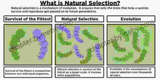 Evolutionary Perspective: Natural Selection And The Importance Of Sociality Nonzero: The Logic Of Human Destiny