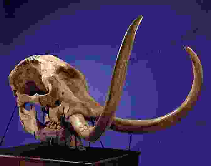 Fossil Skull Of A Mastodon Horned Armadillos And Rafting Monkeys: The Fascinating Fossil Mammals Of South America (Life Of The Past)