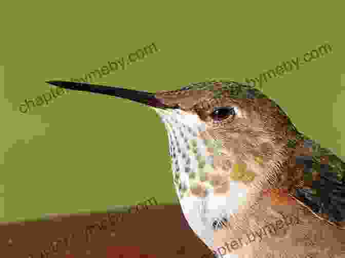 Huey The Hummingbird Is A Small, Green Bird With A Long, Thin Beak. He Is Sitting On A Branch, Looking Up At The Sky. Huey The Hummingbird Has A Problem (Mother Nature Has A Problem)