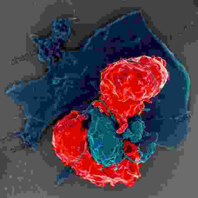 Microscopic Image Of Immune Cells Interacting With Bacteria An Elegant Defense: The Extraordinary New Science Of The Immune System: A Tale In Four Lives