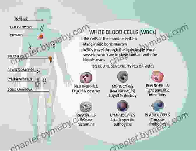 Microscopic View Of The Immune System An Elegant Defense: The Extraordinary New Science Of The Immune System: A Tale In Four Lives