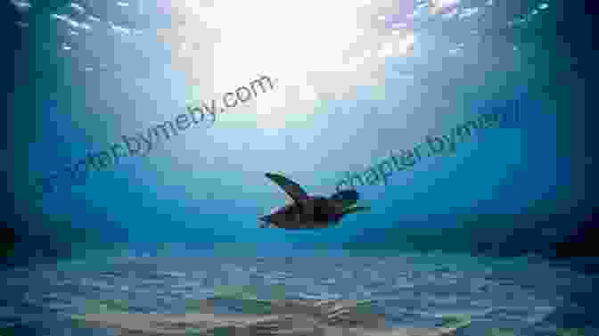 Photo Of A Sea Turtle Following A Boat In The Ocean TURTLE TREASURE: The Turtle That Followed Me Home