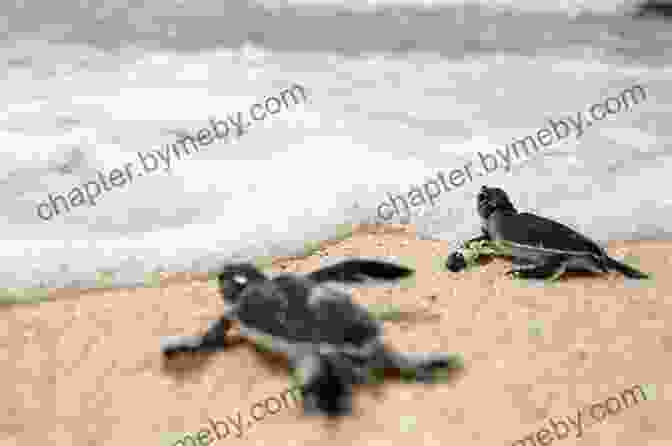 Photo Of A Sea Turtle Nesting On The Beach TURTLE TREASURE: The Turtle That Followed Me Home