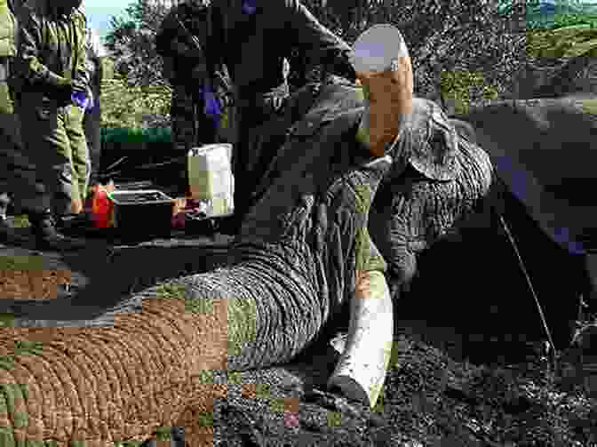 Poachers Killing An Elephant For Its Ivory Game Warden: Adventures Of A Wildlife Warrior