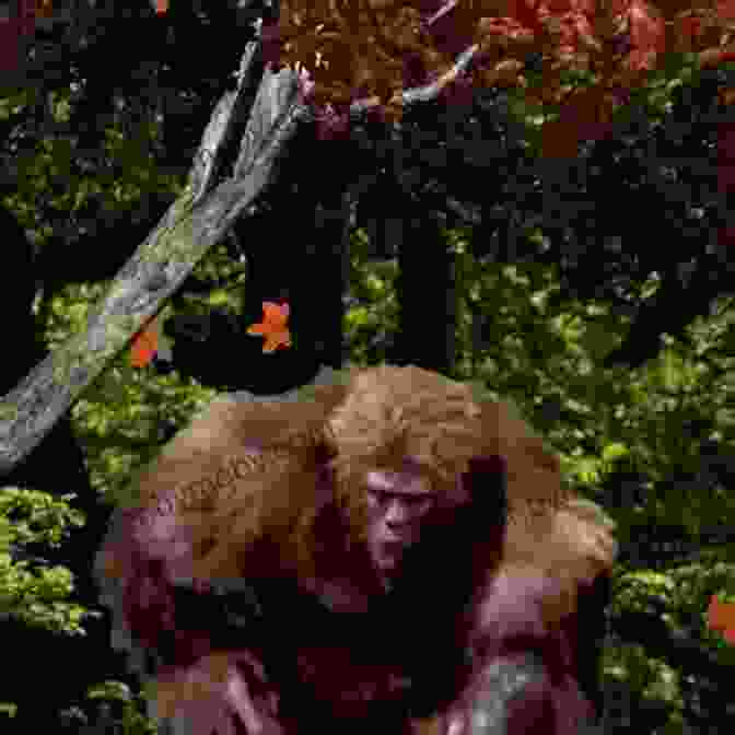 Simeon Sasquatch, A Gentle And Curious Creature, Stands In The Forest Surrounded By Woodland Animals. Afraid But Brave: A Simeon Sasquatch Tale (Simeon Sasquatch Tales 1)