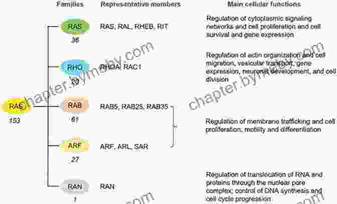 Structure Of Ras Superfamily Small Protein Ras Superfamily Small G Proteins: Biology And Mechanisms 1: General Features Signaling