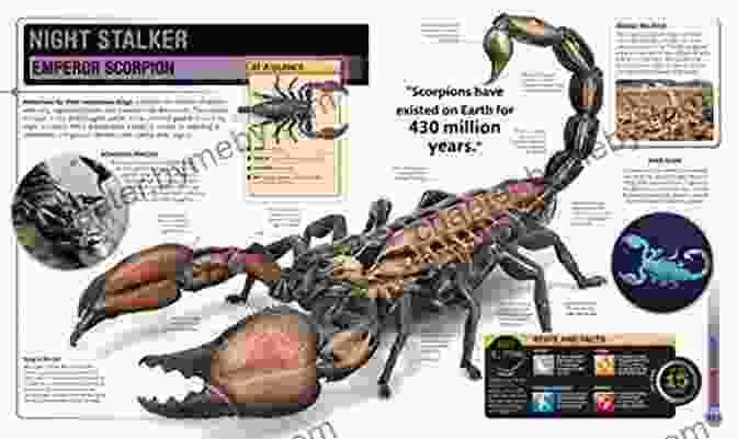 The Biggest, Fastest, Deadliest, Creepy Crawlers On The Planet Super Encyclopedias Book Cover Super Bug Encyclopedia: The Biggest Fastest Deadliest Creepy Crawlers On The Planet (Super Encyclopedias)