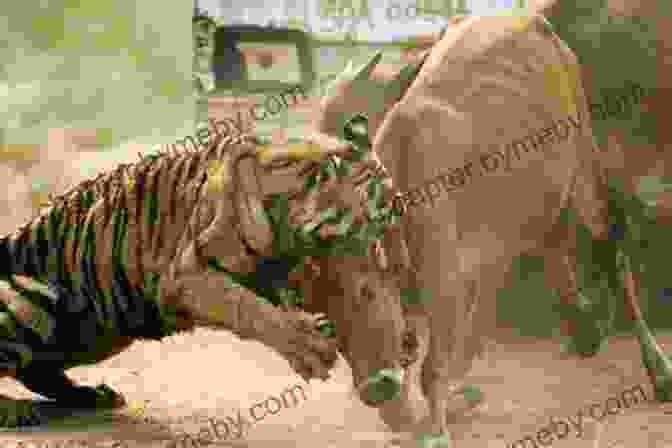 Tiger Attacking Livestock In A Village Can We Save The Tiger?